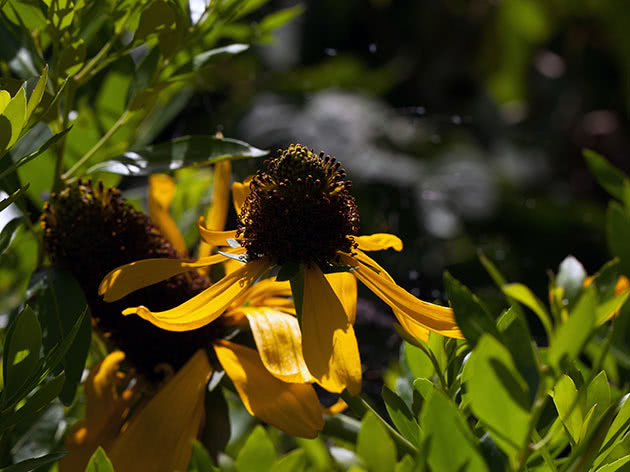 Divovska Rudbeckia / Rudbeckia maxima