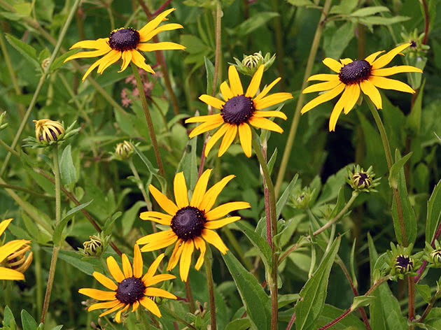 Rudbeckia lijepa, ili lijepa / Rudbeckia speciosa