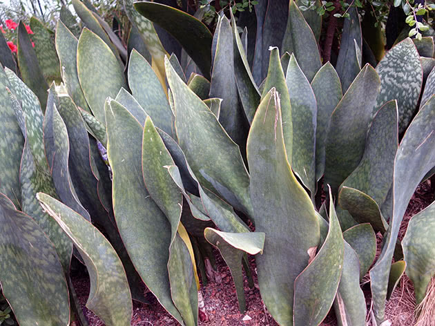 Sansevieria velika (Sansevieria grandis)