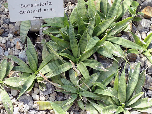 Sansevieria dooneri