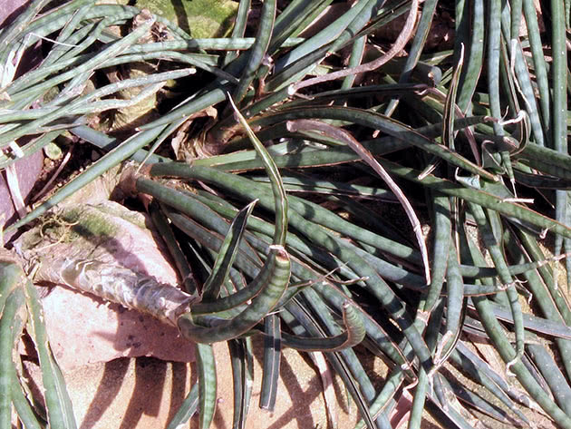 Sansevieria graciozna ili graciozna (Sansevieria gracilis)