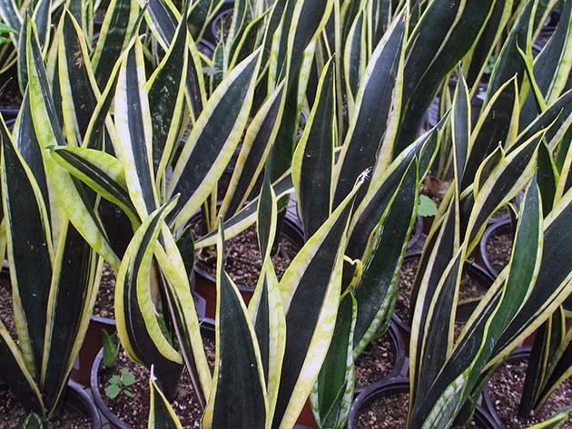 Sansevieria tri traka (Sansevieria trifasciata)