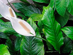 Spathiphyllum cvijet (spathiphyllum)