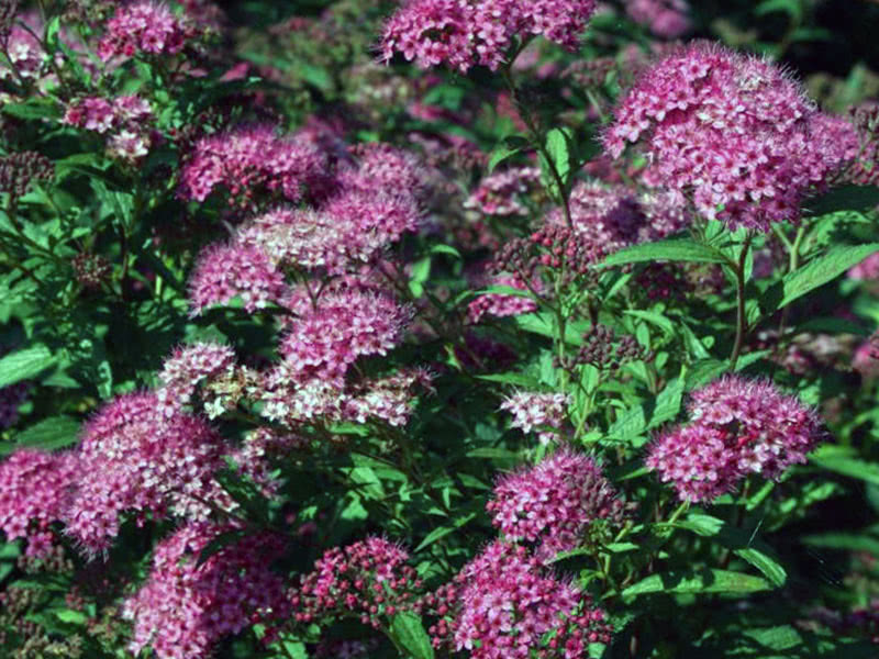 Spirea Bumald