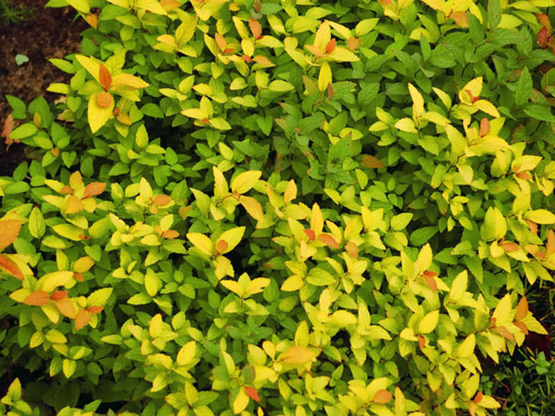 Spirea Bumalda Goldflame