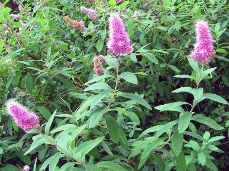 Salgueiro Spirea