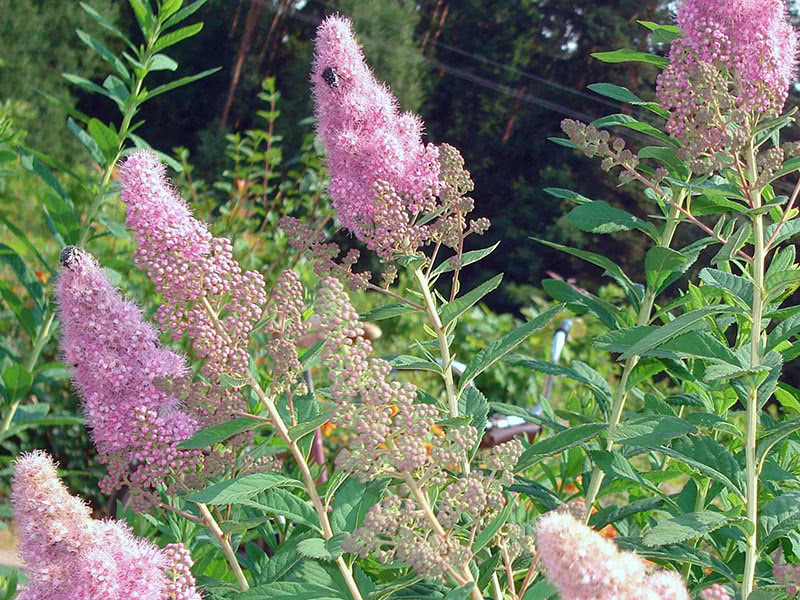 Salgueiro Spirea