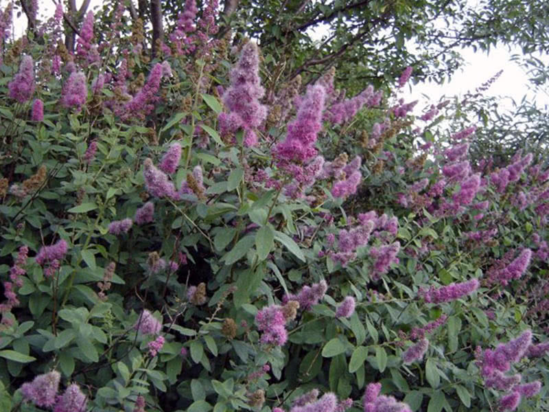 Spirea Douglas