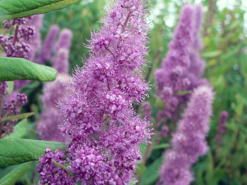 Spirea Douglas