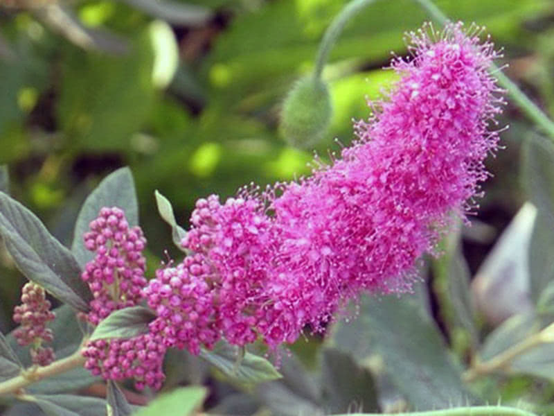 Spirea Billard