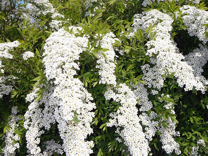 Spirea grefsheim Grefsheim