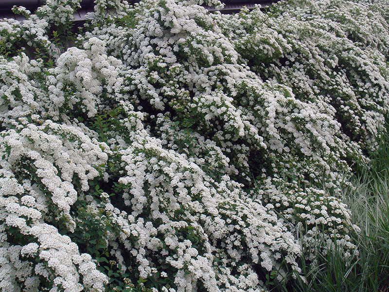 Spirea Wangutta