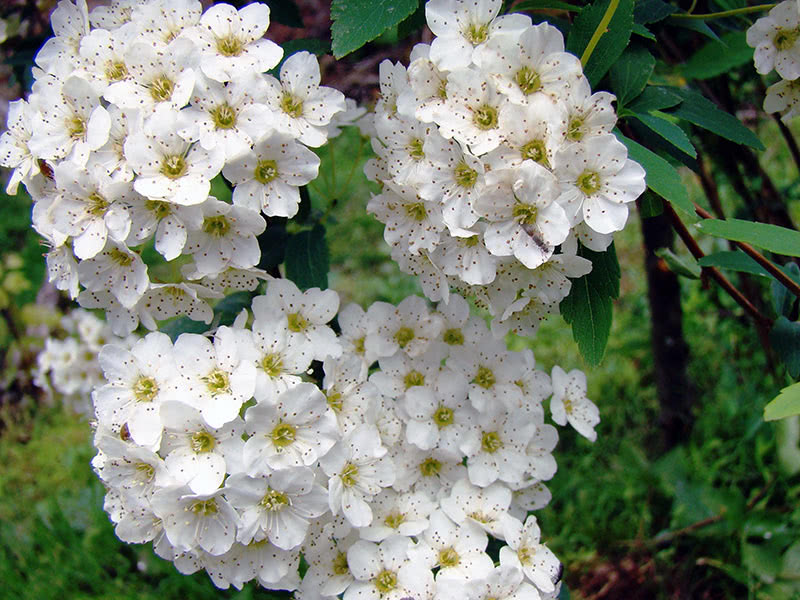 Spirea Wangutta