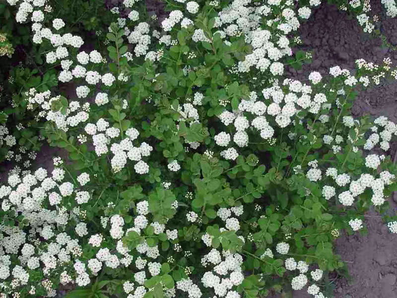 Spirea nippon