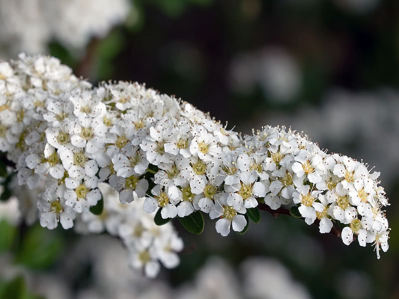 Spirea Argut