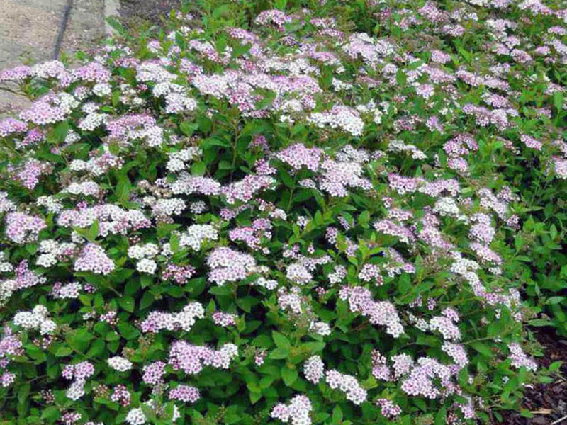 Spirea japonesas princesinhas