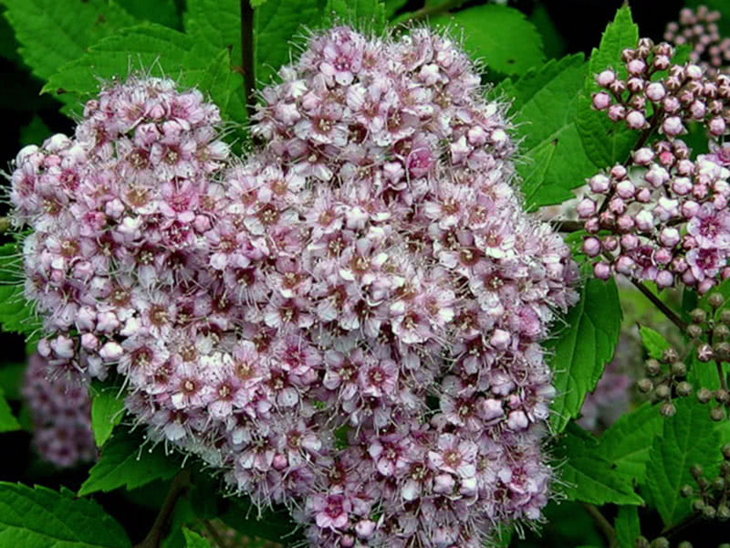 Spirea japonesas princesinhas