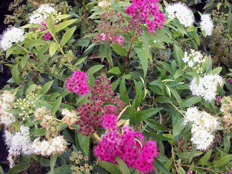 Spirea Shirobana Japonesa