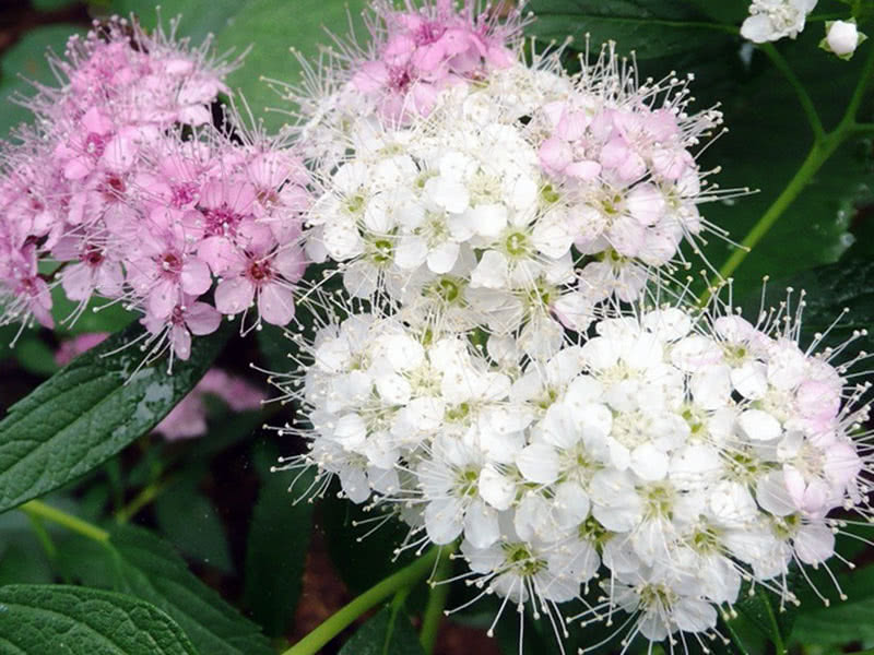 Spirea Shirobana Japonesa