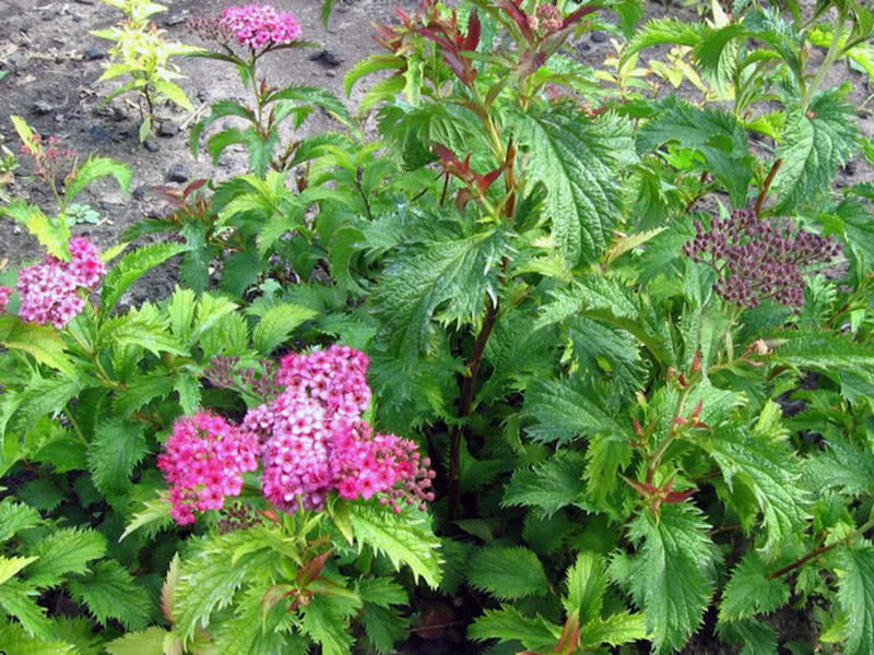 Spirea Japanese Crisp