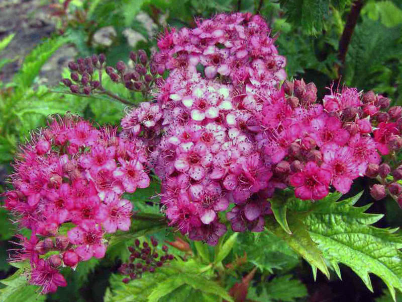 Spirea Japanese Crisp