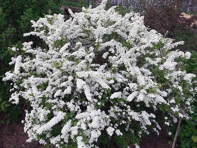 Arbusto Spirea