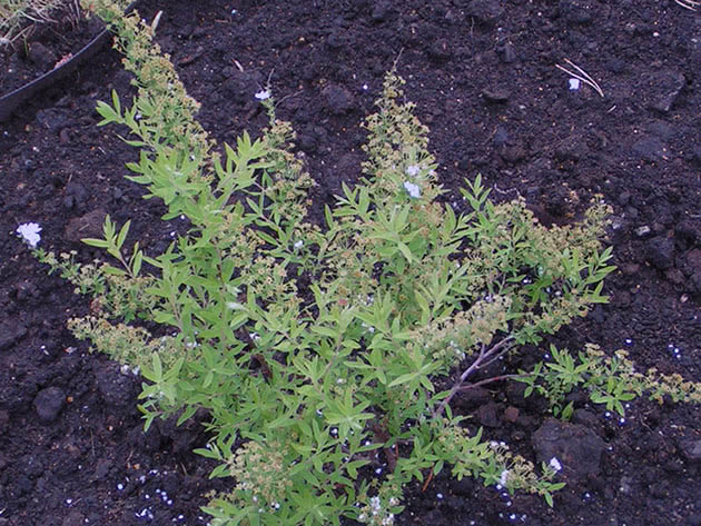 Spirea bush após transplante