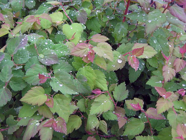 Spirea