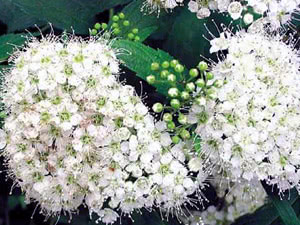 Japanska spirea