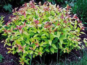 Variedades de spirea japonesa
