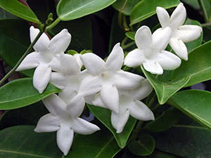 Cvijet stephanotis