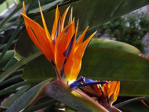 Biljka Strelitzia