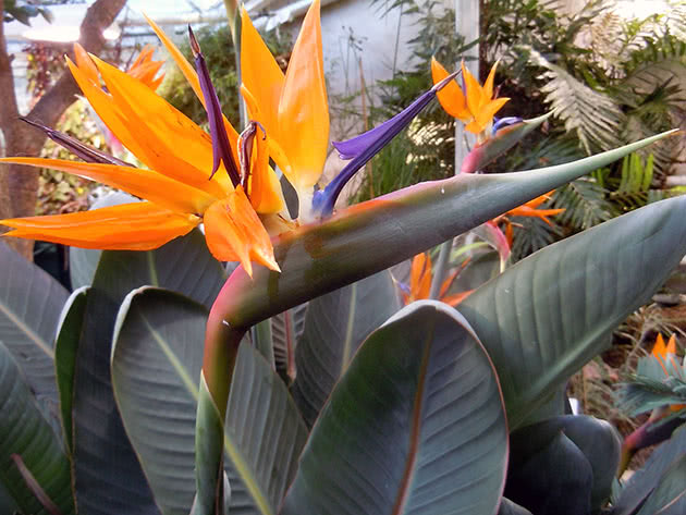 Sobni cvijet strelitzia