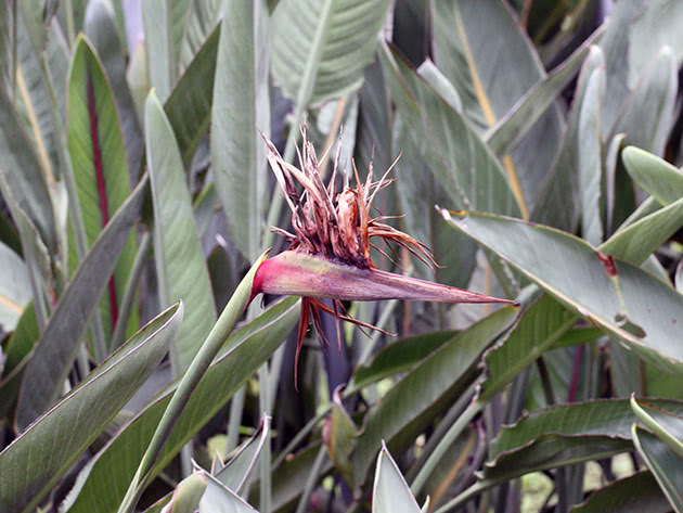 Kraljevska Strelitzia / Strelitzia reginae