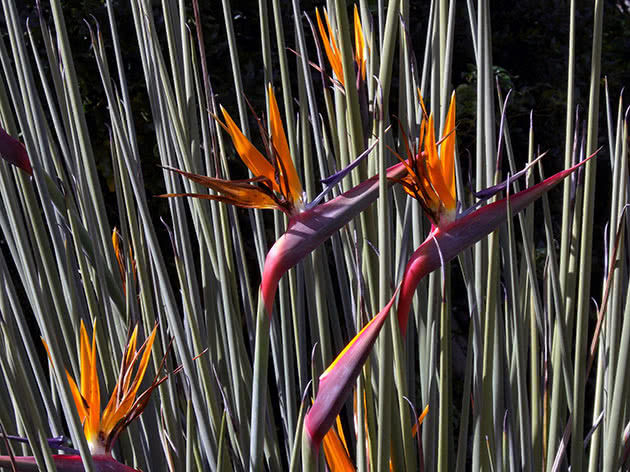 Strelitzia trska / Strelitzia juncea