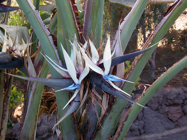 Strelitzia Augustus, ili Strelitzia white / Strelitzia alba