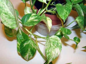 Penjagaan Scindapsus di rumah