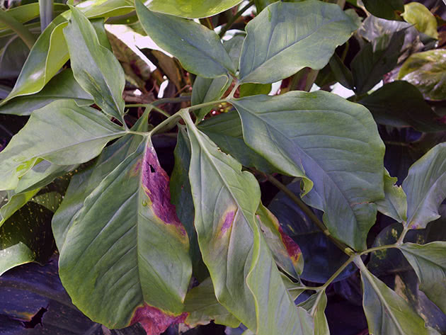 Syngonium ušni, ili ušni / Syngonium auritum