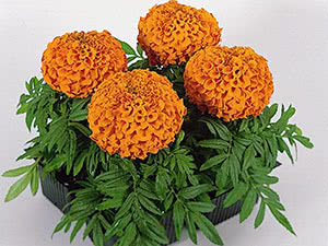 Marigolds em uma panela Marigolds erguem Antigua Orange