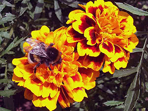 Abelha poliniza malmequeres Flores de calêndula