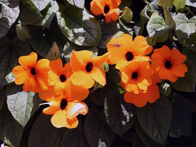 Krilata Thunbergia / Thunbergia alata