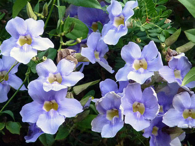 Thunbergia grandiflora, Thunbergia grandiflora, Plava Thunbergia