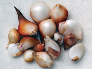bulbos de tulipa Cultivando tulipas ao ar livre
