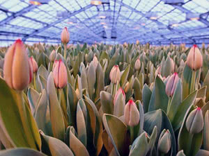 Cultivo de tulipas em uma estufa Cultivo de tulipas em uma estufa