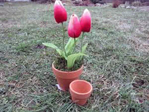 Cultivo de tulipas em um vaso de flores Cultivo de tulipas em um vaso de flores