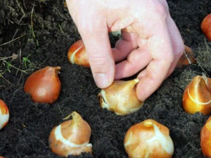 Local de plantio de tulipas