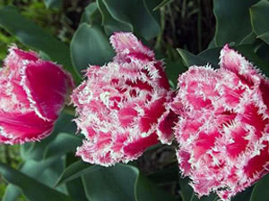 Terry (com franjas) tulipas Variedades, classes e grupos de tulipas