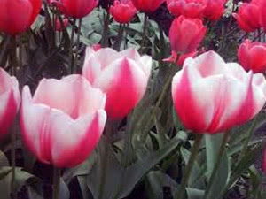 Tulipas bicolores Variedades populares de tulipas