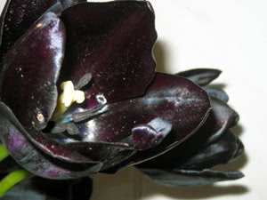 Tulipa negra Variedades, classes e grupos de tulipas