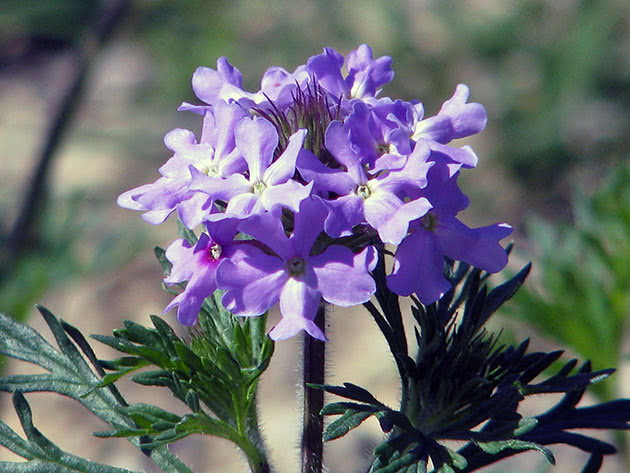 Verbena ljubičasta